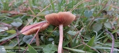Conocybe