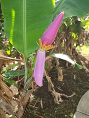 Musa ornata