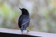 Diglossa lafresnayii