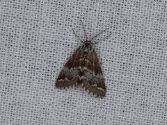 Anomocentris trissodesma