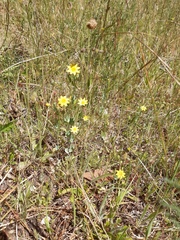 Blackstonia perfoliata