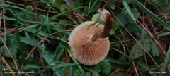 Conocybe