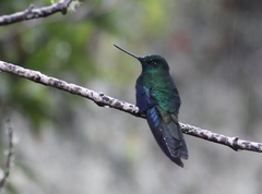 Pterophanes cyanopterus