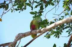 Amazona aestiva