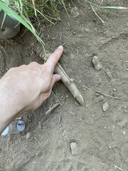Cyrtopogon