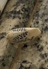 Poekilloptera phalaenoides