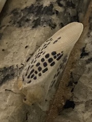 Poekilloptera phalaenoides