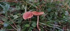 Conocybe