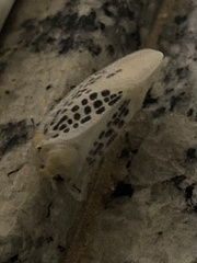 Poekilloptera phalaenoides