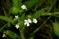 Caperonia linearifolia