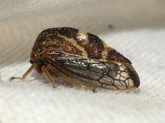 Smiliinae