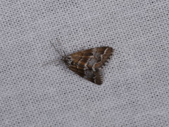 Anomocentris trissodesma