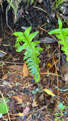 Polypodium glycyrrhiza