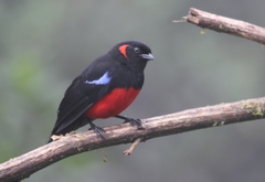 Anisognathus igniventris