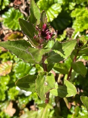 Epilobium australe