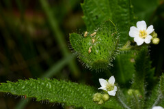 Caperonia linearifolia
