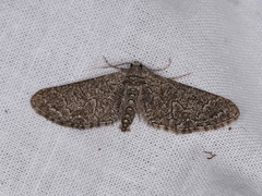 Ectropis hieroglyphica