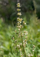 Valeriana edulis