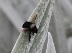 Bombus funebris