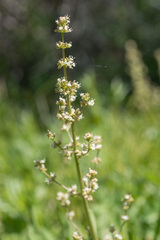 Valeriana edulis