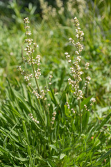 Valeriana edulis