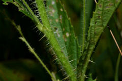 Caperonia linearifolia