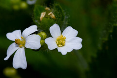 Caperonia linearifolia