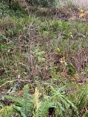 Ribes sanguineum glutinosum