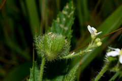 Caperonia linearifolia