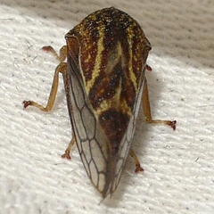 Smiliinae