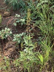 Scrophularia lanceolata