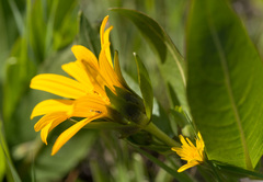 Wyethia amplexicaulis