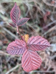 Rubus cuneifolius