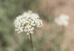 Perideridia gairdneri