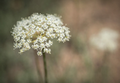 Perideridia gairdneri