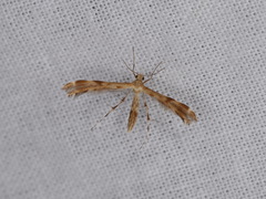 Trichoptilus ceramodes