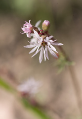 Lithophragma glabrum