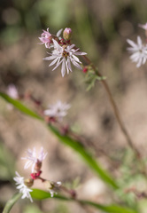 Lithophragma glabrum