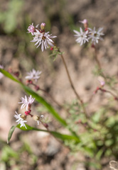 Lithophragma glabrum