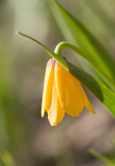 Fritillaria pudica