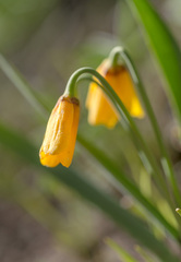Fritillaria pudica