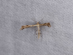 Trichoptilus ceramodes