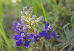 Delphinium nuttallianum
