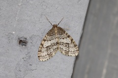 Operophtera occidentalis