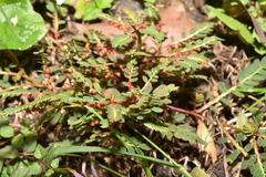 Phyllanthus urinaria hookeri
