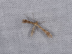 Trichoptilus ceramodes