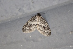 Operophtera occidentalis