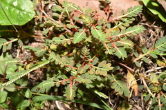 Phyllanthus urinaria hookeri