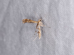 Trichoptilus ceramodes