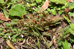 Phyllanthus urinaria hookeri